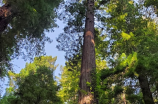 打造完善红豆杉盆景，学习四个小窍门！