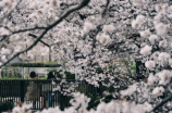 向西闻记(向西闻记之中国的传统节日—春节)